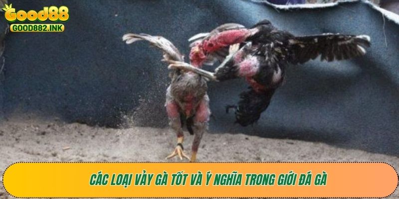 Các loại vảy gà tốt và ý nghĩa trong giới đá gà