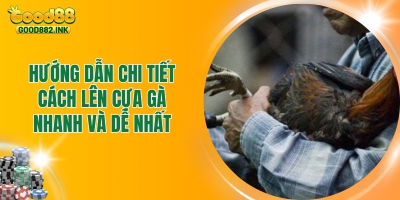 Hướng Dẫn Chi Tiết Cách Lên Cựa Gà Nhanh Và Dễ Nhất