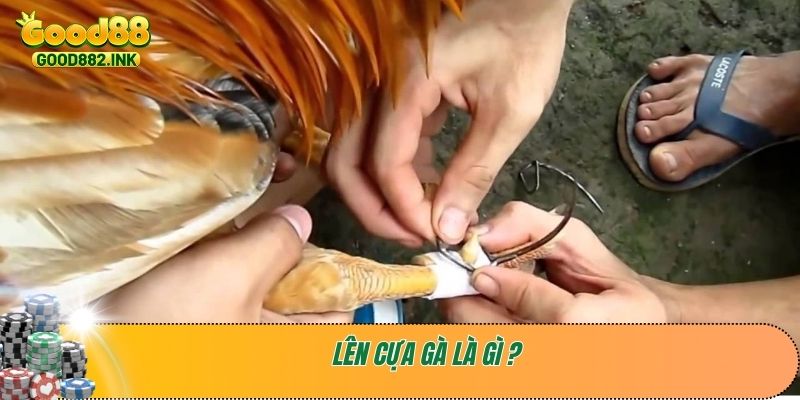 Lên cựa gà là gì ?