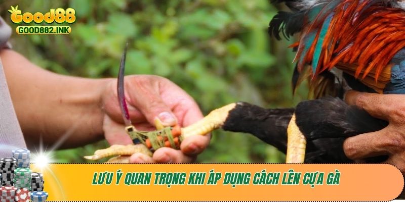 Lưu ý quan trọng khi áp dụng cách lên cựa gà