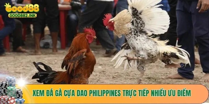 Trực Tiếp Đá Gà Cựa Dao Philippines Gay Cấn Từng Trận Đấu 3 Xem trực tiếp đá gà cựa dao tại nền tảng GOOD88 với nhiều ưu điểm